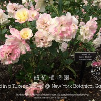 【景點推薦】遠離人煙的世外花園＠紐約植物園 // Beyond the City @ New York Botanical Garden
